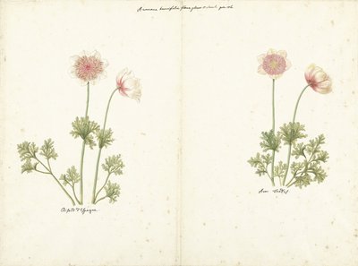 イソギンチャクの 2 つの研究 作： C. Baak