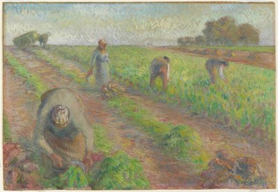 ビートハーベスト、1881年（リネンのグラファイトの上にガッシュ） 作： Camille Jacob Pissarro