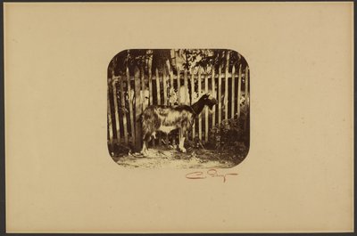 ヤギ 作： Camille Silvy