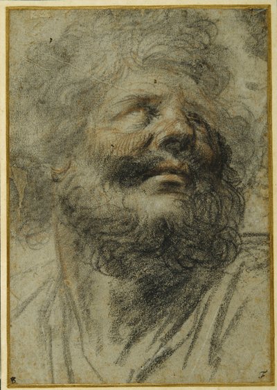 ひげを生やした男の頭、右を見上げる (灰色の紙に黒と赤のチョーク) 作： Camillo Procaccini