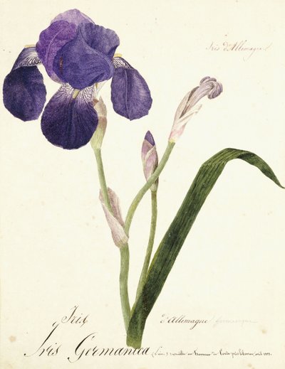 ドイツのアイリス;アイリスゲルマニカ、c。 1815-1851 作： Capitaine Pelletier