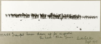 1917年9月にビーチで検査のために引き上げられたNZMFA輸送用馬 作： Capt. Arthur Rhodes