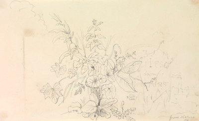 植物のスケッチと自然からの一里塚、1826 年 6 月 3 日 作： Capt. Thomas Hastings