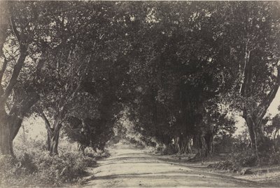 Banian Trees通り、セリンガム、インド、1858年。 作： Captain Linnaeus Tripe