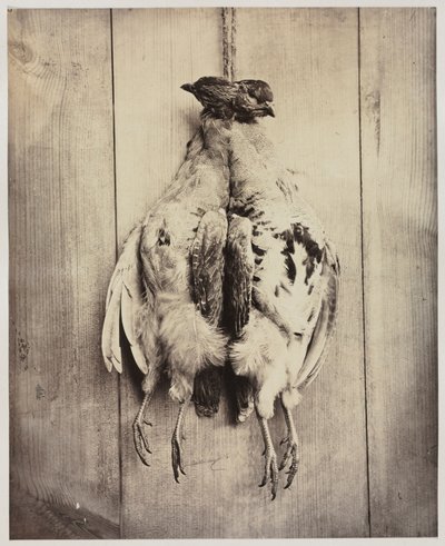 1861年頃のPartridges recto。 作： Captain N. Baily