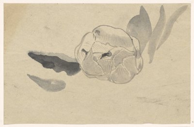 花の研究 作： Carel Adolph Lion Cachet