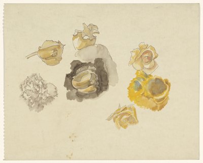 黄色の花の研究 作： Carel Adolph Lion Cachet
