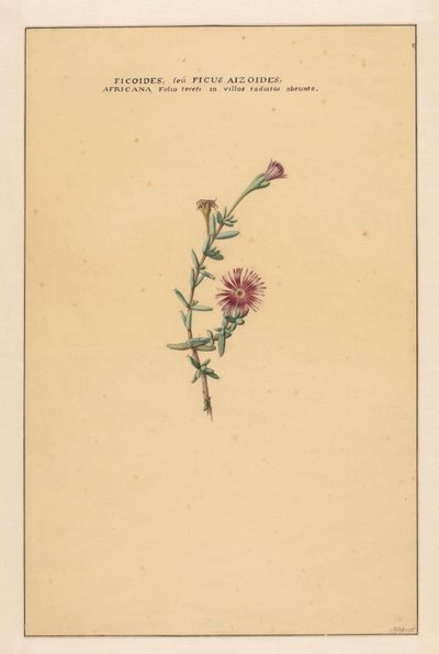 イチジク Ficoides seu Ficus aizoides (...) (オブジェクトのタイトル) 作： Carel Borchaert Voet