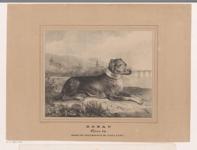 ドナウ川の犬 ドナウ。 Chien du Baron de Westreenen de Tiellandt (オブジェクトのタイトル) 作： Carel Christiaan Antony Last