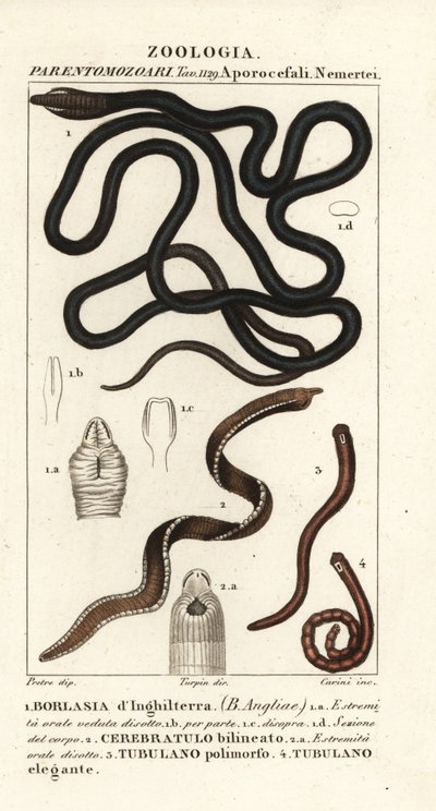 Bootlace ワーム、Lineus longissimus 1、Borlasia angliae 1、テングワーム、Cerebratulus bilineatus 2、Cerebratulus bilineatus 2、リボンワーム、Tubulanus polimorphus 3、Tubulanus elegans 4 作： Carini Carini