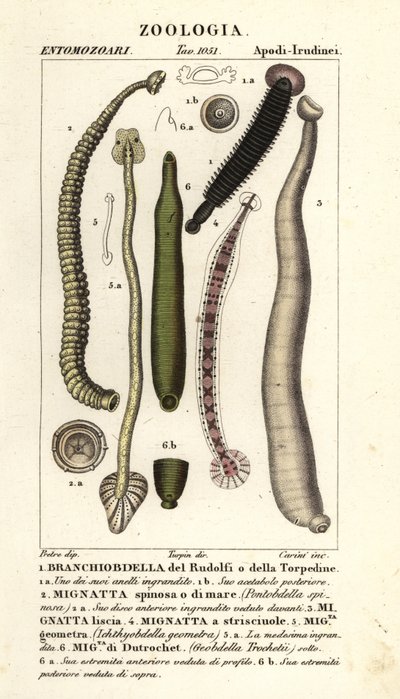 魚のヒルと淡水のヒル: Branchiobdellida 1、Pontobdella spinosa 2、Whitmania laevis 3、Hirudo vittata 4、Piscicola geometra 5、Ichthyobdella geometra 5、Geobdella trochetii 6 作： Carini Carini