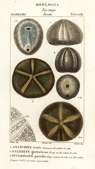 絶滅したウニの化石: Echinocorys (Ananchites) 1、Galerites globulosus 2、および Nucleolites patella 3 作： Carini Carini