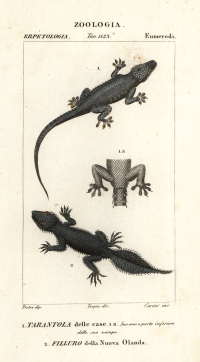 イエヤモリ Hemidactylus frenatus 1 とオオヤモリ Phyllurus platurus 2 作： Carini Carini