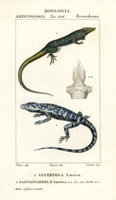 Jungle-runner、Ameiva ameiva、Lucertola ameiva 1 およびゴールデン テグ、Tupinambis teguixin、Safeguard of America 作： Carini Carini