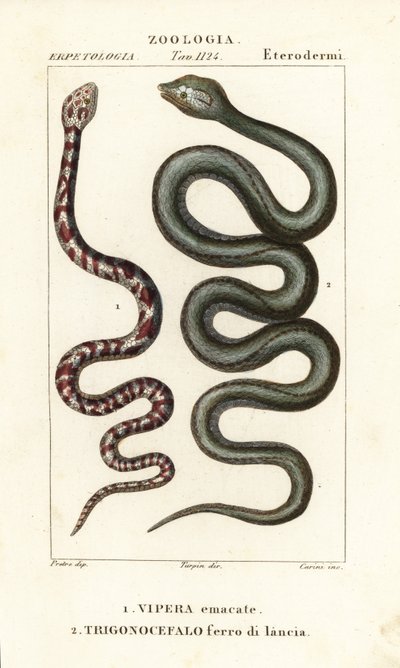 リングネックスピットコブラ、Hemachatus haemachatus 1、マルティニーク・ランスヘッド、Bothrops lanceolatus 2 作： Carini Carini