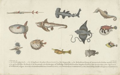 12種類の魚種 作： Carl Cristiaan Fuchs