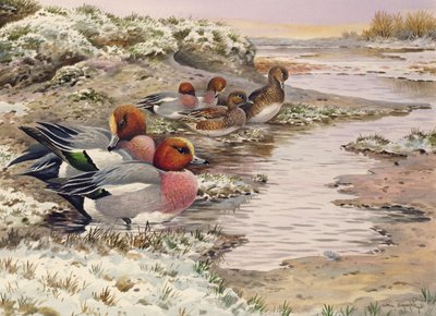 ウォッシュの夜明け-Wigeon 作： Carl Donner