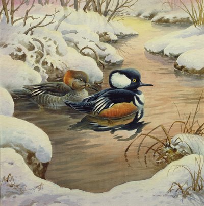 プールのフード付きMergansers 作： Carl Donner