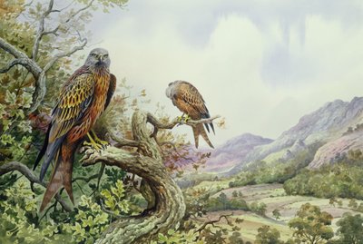 オークの木の赤い凧のペア（wc） 作： Carl Donner