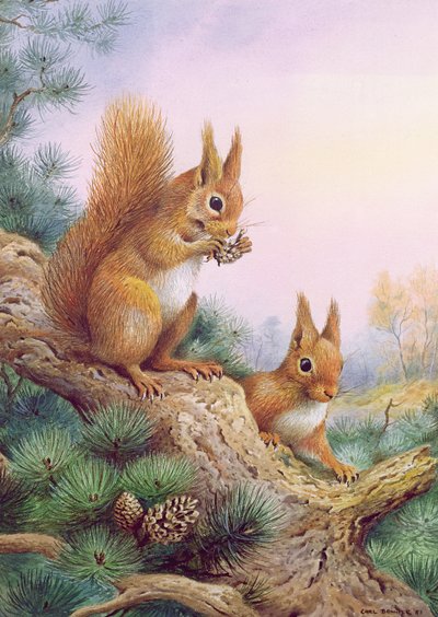 スコットランドの松の赤リスのペア 作： Carl Donner