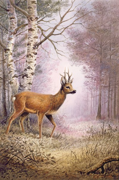ノロジカ 作： Carl Donner