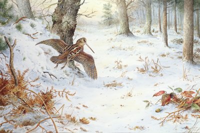 樹木が茂った風景のスナイプ 作： Carl Donner