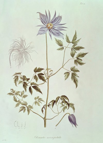 クレマチス・マクロペタラ、「Icones Plantarum Floram Rossicam」1829年より 作： Carl Friedrich von Ledebour