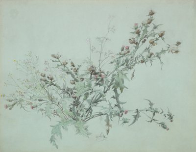 開花するアザミの研究、1846年。 作： Carl Georg Anton Graeb