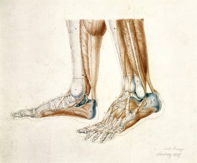 男の足の解剖図、1837（紙に黒と赤のチョーク） 作： Carl Haag