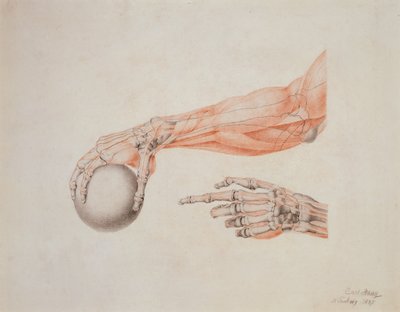 解剖学的手、1837年（紙に色チョーク） 作： Carl Haag