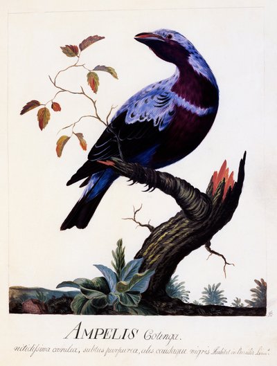 ムラサキハナナカマド、水彩画 作： Carl Linnaeus