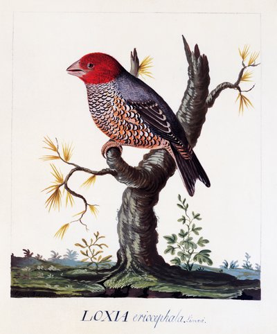 ロキシア・エリスロセファラ（アマジナ・エリスロセファラ）、アカゲロコウ、水彩画 作： Carl Linnaeus