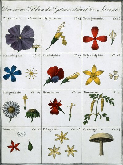 リンネ植物の性的システムの2番目の表 作： Carl Linnaeus