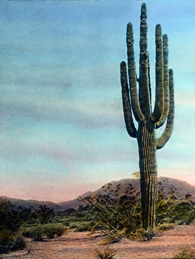 アメリカ合衆国、アリゾナ州、ソノラ砂漠の巨大サボテン、画像は1920年頃のもの。カール・サイモン・アーカイブ 作： Carl Simon