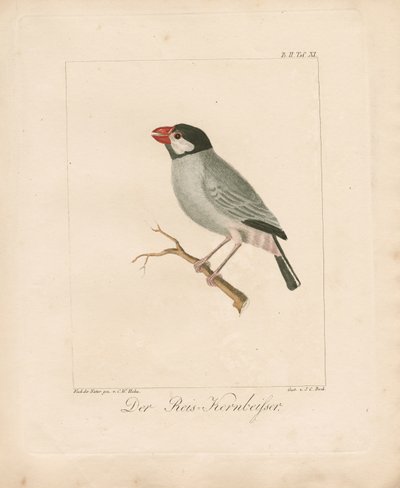  作： Carl Wilhelm Hahn