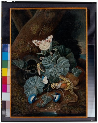 カタツムリ、ヘビ、トカゲ、蝶のいる森の床の静物画 作： Carl Wilhelm de Hamilton