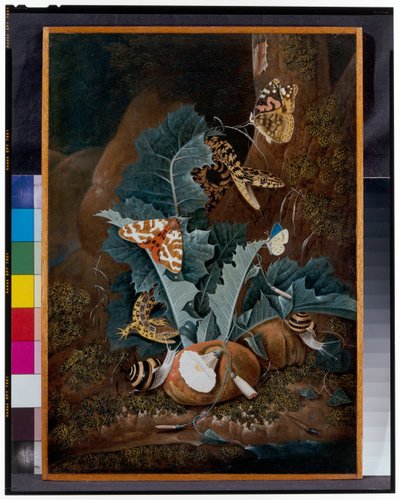 カタツムリ、ヘビ、トカゲ、蝶のいる森の床の静物画 作： Carl Wilhelm de Hamilton