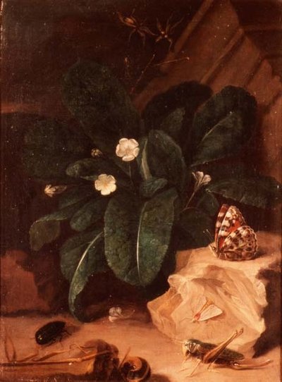 セイタカアワダチソウと昆虫の静物画 作： Carl Wilhelm de Hamilton