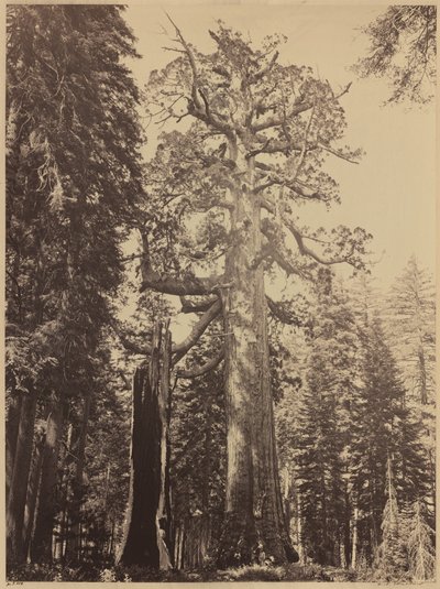 グリズリー ジャイアント、マリポサ グローブ 作： Carleton E. Watkins
