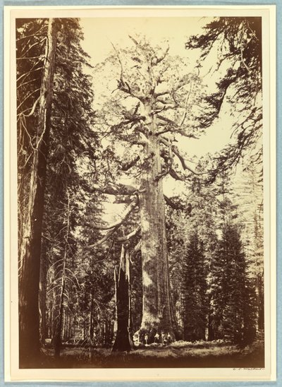 グリズリー ジャイアント、マリポサ グローブ、ヨセミテ 作： Carleton E. Watkins