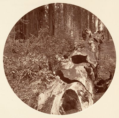 オールド レッキー - C. グローブ、カリフォルニア州。 1878年。 作： Carleton Emmons Watkins