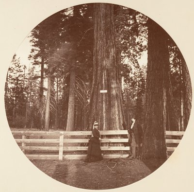 オールド・レッキー。 C.グローブ、カリフォルニア州。 1878年。 作： Carleton Emmons Watkins