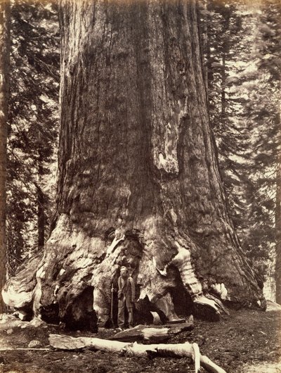 グリズリー ジャイアントの根元、ジャイアント セコイアの木、カリフォルニア州ヨセミテ、1868 年 作： Carleton Emmons Watkins