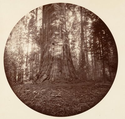 エンパイアステート。 C.グローブ、カリフォルニア州。 1878年。 作： Carleton Emmons Watkins