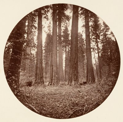 ジェームズ・キング・オブ・ウィリアム. キーストン州など。カリフォルニア州カラベラス グローブ。 1878年。 作： Carleton Emmons Watkins