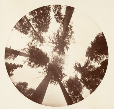 シュガー パインの間で見上げる - カラベラス グローブ、カリフォルニア州。 1878年。 作： Carleton Emmons Watkins