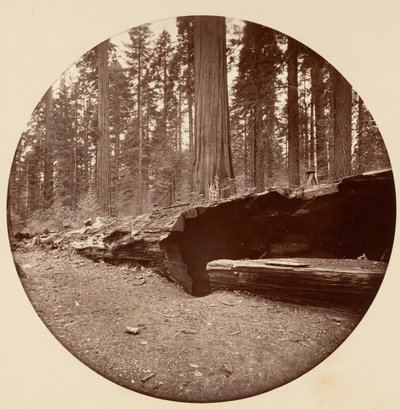 マンモス スリー グローブ ホテル カラベラス Co Cal., ca. 1878年。 作： Carleton Emmons Watkins