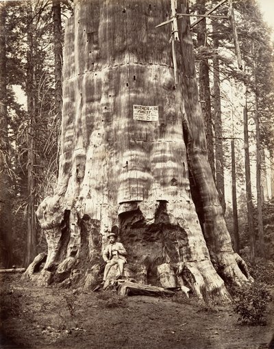 森の母、1865-66 年、印刷 1876年。 作： Carleton Emmons Watkins