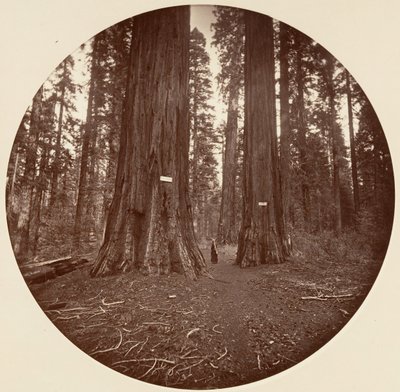 なし、約。 1878年。 作： Carleton Emmons Watkins
