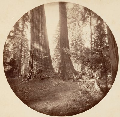 オールド ドミニオンとアンクル トムの酒場。 カラベラス グローブ、カリフォルニア州。 1878年。 作： Carleton Emmons Watkins